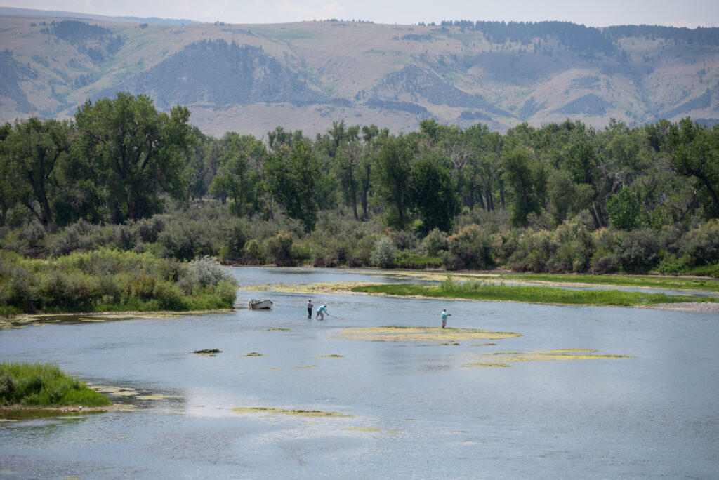 Bighorn River Fly Fishing Forecast 2026