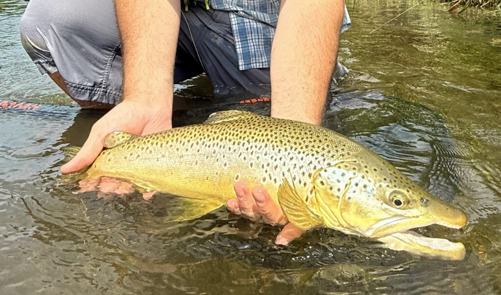 Big Horn River Early August Fishing Report