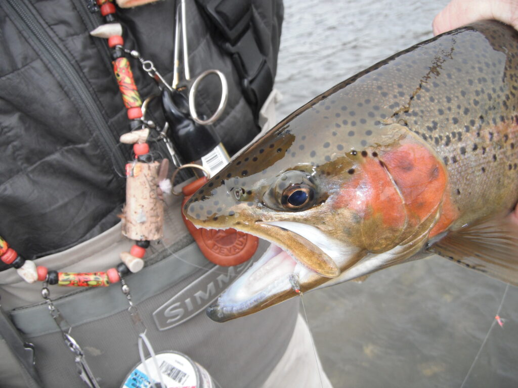Bighorn River Winter Fishing Update